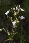 Manyflower beardtongue